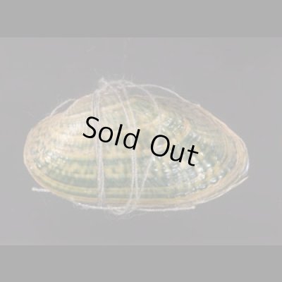 カザリヌマガイ (仮称) Scabies crispatafig.1