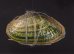 カザリヌマガイ (仮称) Scabies crispatafig.1