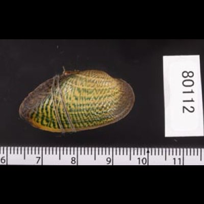カザリヌマガイ (仮称) Scabies crispatafig.2