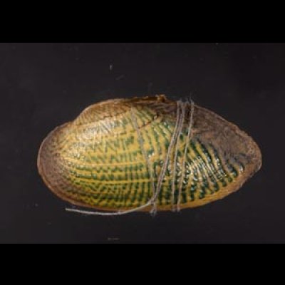 カザリヌマガイ (仮称) Scabies crispatafig.1
