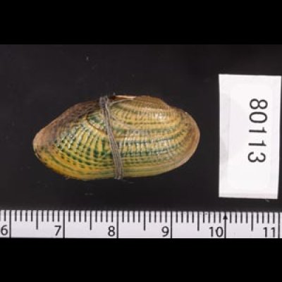 カザリヌマガイ (仮称) Scabies crispatafig.2