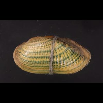 カザリヌマガイ (仮称) Scabies crispatafig.1