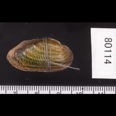 カザリヌマガイ (仮称) Scabies crispatafig.2