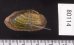 カザリヌマガイ (仮称) Scabies crispatafig.2