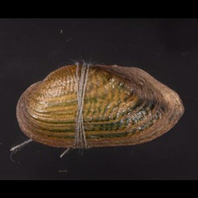 カザリヌマガイ (仮称) Scabies crispatafig.1