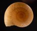 タテガタベッコウマイマイ Dyakia clypeusfig.1