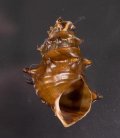 Brotia pagodula オオヒシノミカワニナ (仮称)