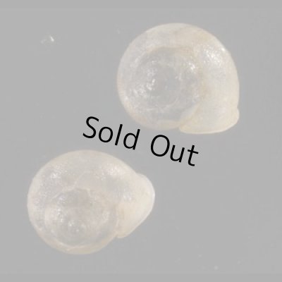 画像1: スケレリヤマキサゴ (仮称)