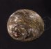 クビレクロヅケ Monodonta perplexafig.1