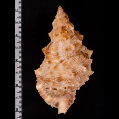 スミツキウネボラ Bursa latitudo wolfeifig.2