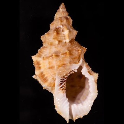 スミツキウネボラ Bursa latitudo wolfeifig.1