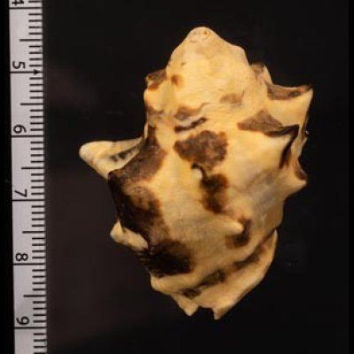 ツノレイシ Mancinella tuberosafig.2