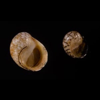 レモンカノコ Clithon  souverbianafig.1