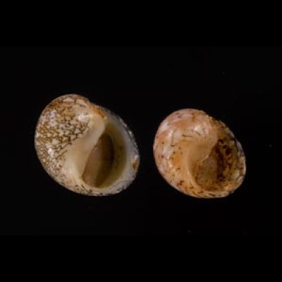 レモンカノコ Clithon  souverbianafig.1