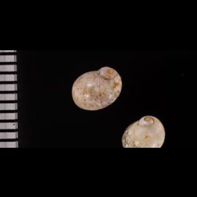 レモンカノコ Clithon  souverbianafig.2