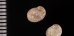 レモンカノコ Clithon  souverbianafig.2