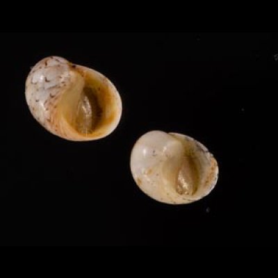 レモンカノコ Clithon  souverbianafig.1