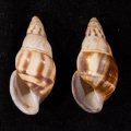 Amphidromus contrarius hanieli ハニエルサカサマレーマイマイ