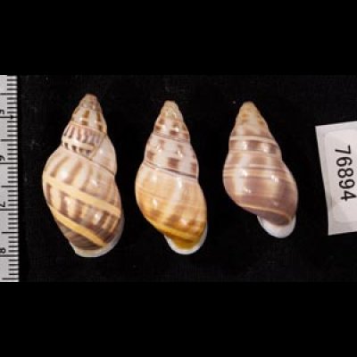 ハニエルサカサマレーマイマイ Amphidromus contrarius hanielifig.2