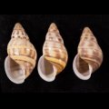 Amphidromus contrarius hanieli ハニエルサカサマレーマイマイ