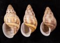 Amphidromus contrarius hanieli ハニエルサカサマレーマイマイ