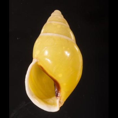 リスティマレーマイマイ (仮称) Amphidromus ristiaefig.1