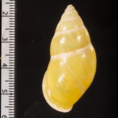 リスティマレーマイマイ (仮称) Amphidromus ristiaefig.2