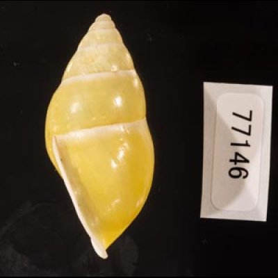 リスティマレーマイマイ (仮称) Amphidromus ristiaefig.3