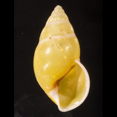 リスティマレーマイマイ (仮称) Amphidromus ristiaefig.1