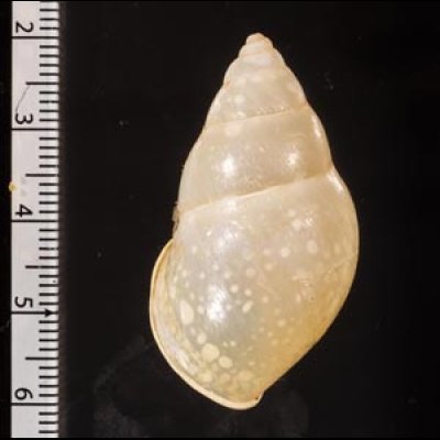 リスティマレーマイマイ (仮称) Amphidromus ristiaefig.2