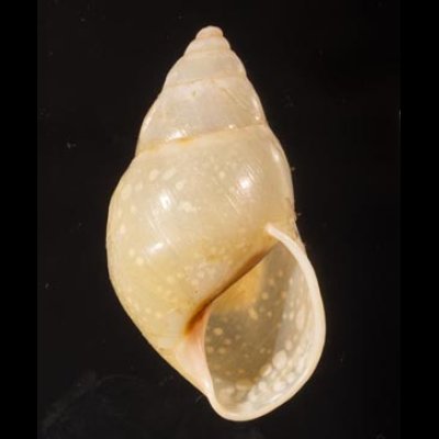 リスティマレーマイマイ (仮称) Amphidromus ristiaefig.1