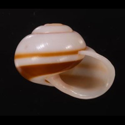 チャスジヒロクチマイマイ (仮称) Tricheulota gloriosa gloriosafig.2