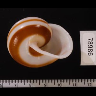 チャスジヒロクチマイマイ (仮称) Tricheulota gloriosa gloriosafig.3