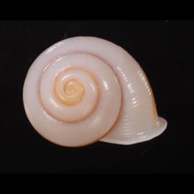 チャスジヒロクチマイマイ (仮称) Tricheulota gloriosa gloriosafig.1