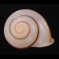 チャスジヒロクチマイマイ (仮称)