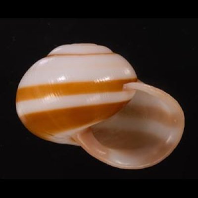 チャスジヒロクチマイマイ (仮称) Tricheulota gloriosa gloriosafig.2