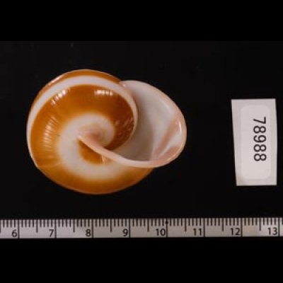 チャスジヒロクチマイマイ (仮称) Tricheulota gloriosa gloriosafig.3