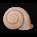 チャスジヒロクチマイマイ (仮称)