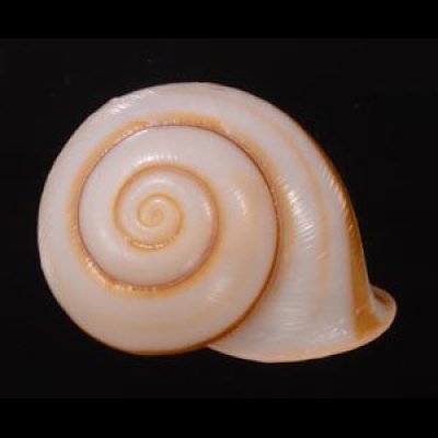 チャスジヒロクチマイマイ (仮称) Tricheulota gloriosa gloriosafig.1