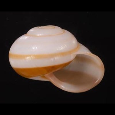 チャスジヒロクチマイマイ (仮称) Tricheulota gloriosa gloriosafig.2