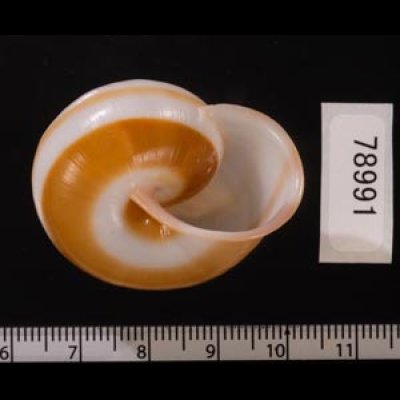 チャスジヒロクチマイマイ (仮称) Tricheulota gloriosa gloriosafig.3