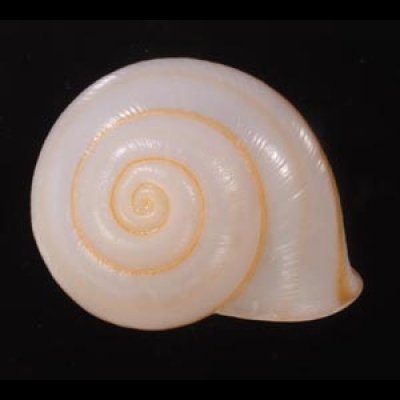 チャスジヒロクチマイマイ (仮称) Tricheulota gloriosa gloriosafig.1