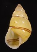 Amphidromus sowerbyi キイロニアスマレーマイマイ