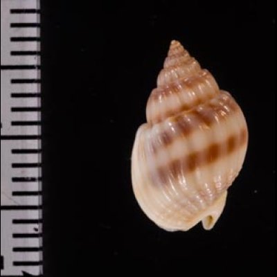 ヒメオリイレムシロ Nassarius nodiferfig.2