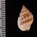 ヒメオリイレムシロ Nassarius nodiferfig.2