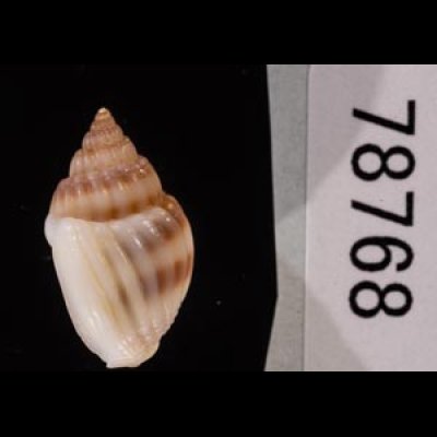 ヒメオリイレムシロ Nassarius nodiferfig.3