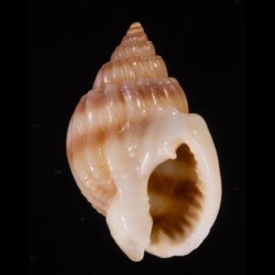 ヒメオリイレムシロ Nassarius nodiferfig.1