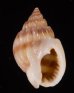 ヒメオリイレムシロ Nassarius nodiferfig.1
