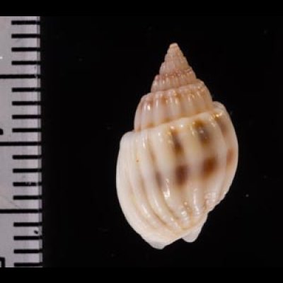 ヒメオリイレムシロ Nassarius nodiferfig.2