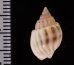 ヒメオリイレムシロ Nassarius nodiferfig.2